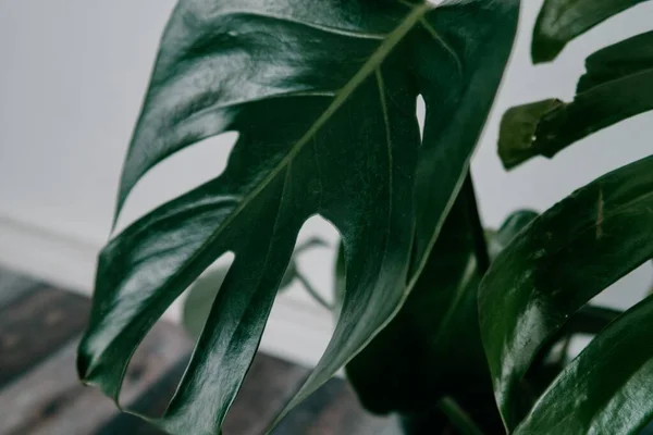 Primer Plano Una Planta Interior Artificial Verde — Foto de Stock