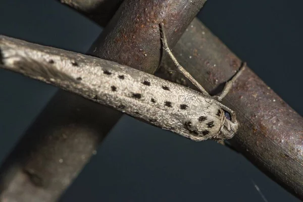 Closeup Shot White Insect Black Dots — Stock Photo, Image