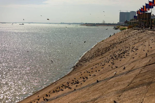 Una Imagen Numerosas Palomas Sisowath Quay Largo Del Río Mekong — Foto de Stock