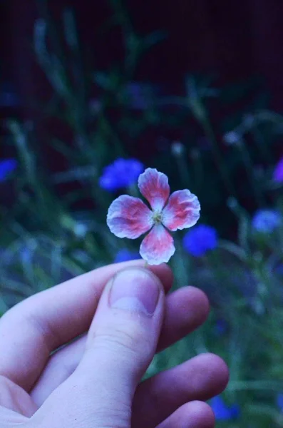 꽃잎이 사람의 — 스톡 사진