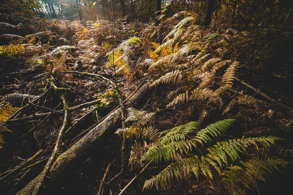 Sonbaharda Güneşin Altında Bir Ormanın Zeminini Kaplayan Renkli Ağaçlar Çalılar — Stok fotoğraf