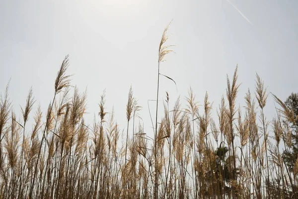 Una Toma Ángulo Bajo Campo Plantas Junco Común Bajo Cielo —  Fotos de Stock