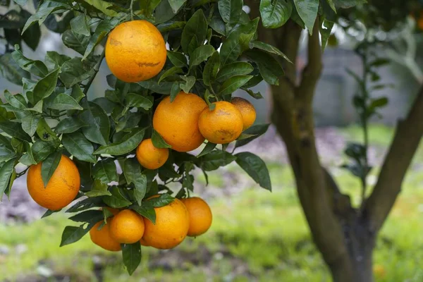 Focus Selettivo Deliziose Arance Fresche Albero Con Uno Sfondo Sfocato — Foto Stock