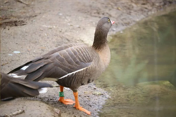 Selektiv Fokusbild Gås Som Står Nära Vattnet — Stockfoto