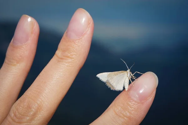 Närbild Bild Vit Mal Landning Ett Finger Kvinna Med Suddig — Stockfoto