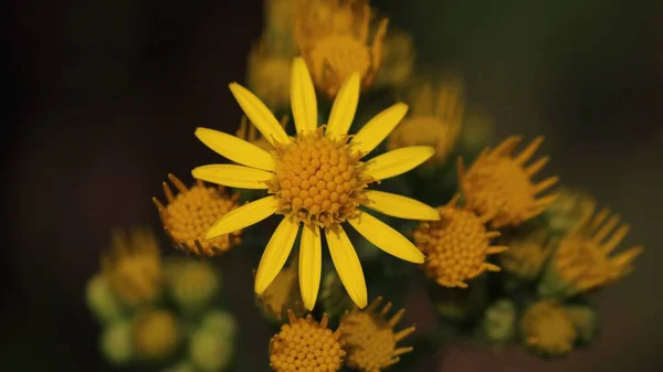 High Angle Shot Yellow Flowers Next Each Other — Stock Photo, Image
