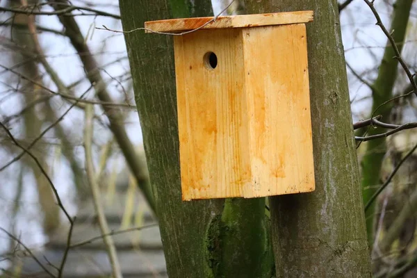 Uno Scatto Ravvicinato Una Birdhouse Legno Attaccata Albero — Foto Stock