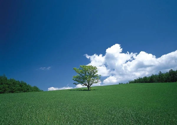 Okouzlující Pohled Osamělý Strom Zelených Polích Pod Modrou Oblohou — Stock fotografie