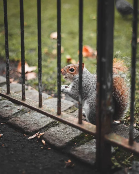 Primo Piano Uno Scoiattolo Carino Che Mangia Nell Erba Parco — Foto Stock