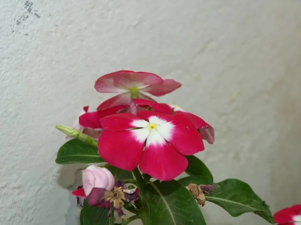 Красивый Снимок Зеленого Растения Комнате Белыми Розовыми Цветами — стоковое фото