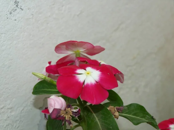 Tiro Bonito Uma Planta Verde Quarto Com Flores Florescendo Brancas — Fotografia de Stock