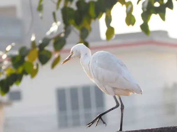Bel Colpo Uccello Bianco Bestiame Egret Sulla Cima Muro Con — Foto Stock