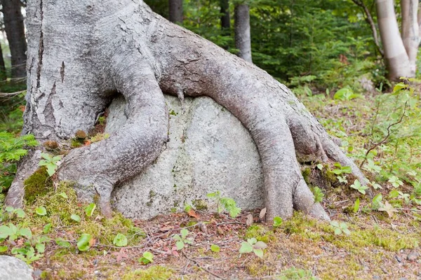 Closeup Shot Tree Roots Grown Boulder Forest — Stock Photo, Image
