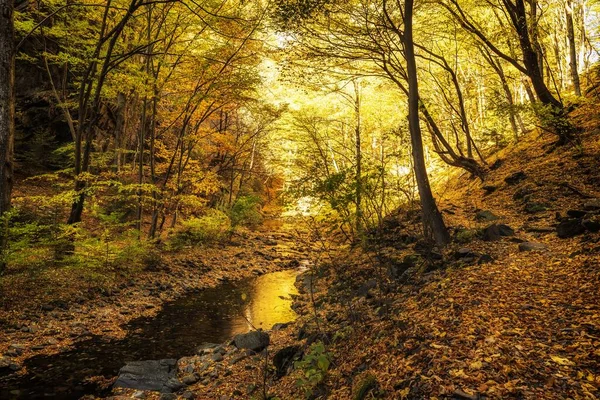 Красивый Снимок Осеннего Леса Маленькой Реки — стоковое фото