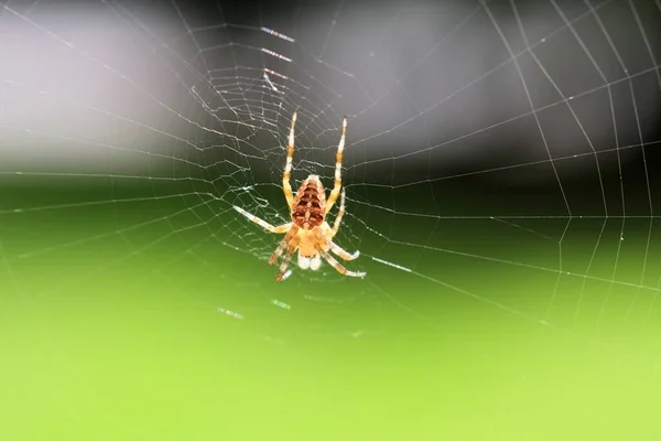 Yeşil Arka Plandaki Örümceğin Yakın Plan Seçmeli Odak Noktası — Stok fotoğraf