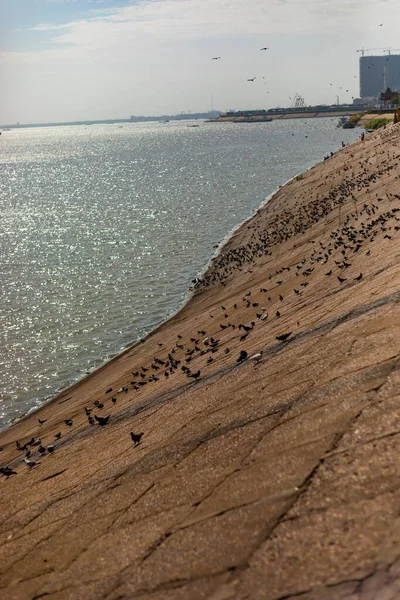 Изображение Многочисленных Голубей Набережной Реки Меж — стоковое фото