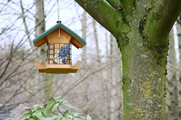 Een Van Hout Vogelhuis Winnen Van Een Boom Met Een — Stockfoto