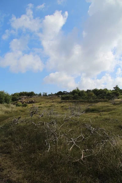 Eine Vertikale Aufnahme Einer Grasbewachsenen Landschaft Mit Getrockneten Zweigen Und — Stockfoto