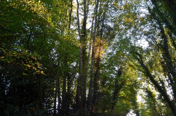 太陽の光が射す森の中の木の低角度ショット — ストック写真