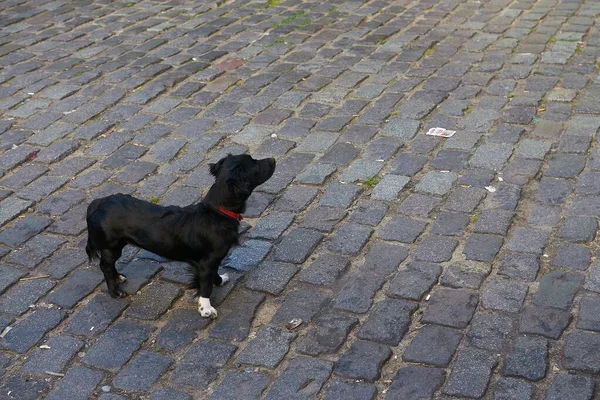 Μια Ψηλή Γωνία Ενός Μοναχικού Μαύρου Χνουδωτού Σκύλου Που Περπατάει — Φωτογραφία Αρχείου