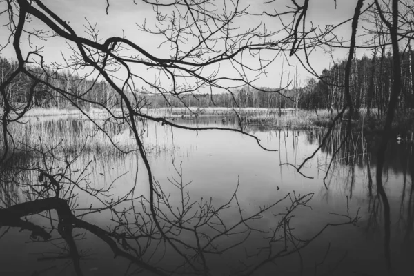 Tiro Close Greyscale Ramos Nus Uma Árvore Refletida Lago Abaixo — Fotografia de Stock