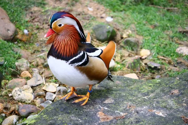 Çimlerin Yanında Duran Güzel Bir Erkek Ördek — Stok fotoğraf