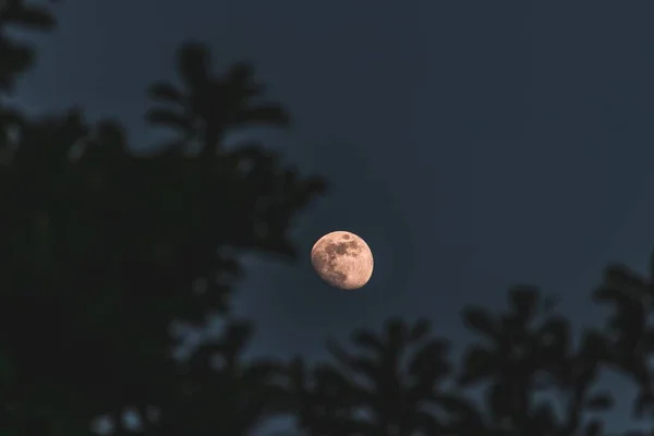 Una Captura Selectiva Luna Con Árboles Fondo — Foto de Stock