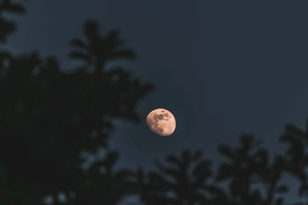 Foco Seletivo Close Tiro Lua Com Árvores Fundo — Fotografia de Stock