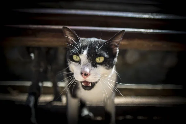 Siyah Beyaz Bir Kedi Parlak Yeşil Gözleri Kameraya Bakıyor — Stok fotoğraf