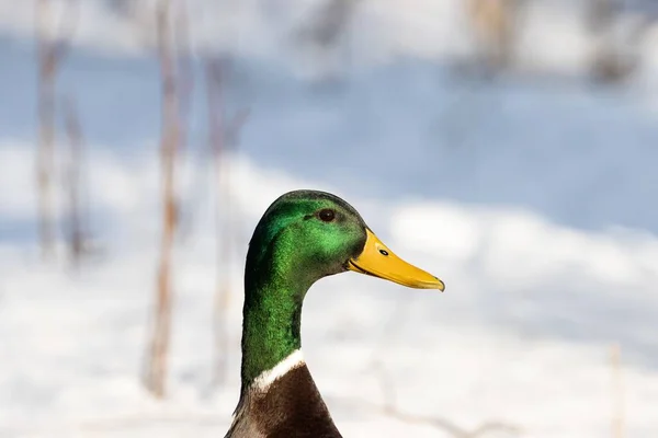 Close Mallard Com Fundo Desfocado — Fotografia de Stock