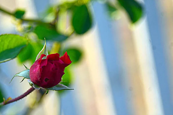 Selektiv Fokusbild Liten Blommig Röd Ros Med Suddig Bakgrund — Stockfoto