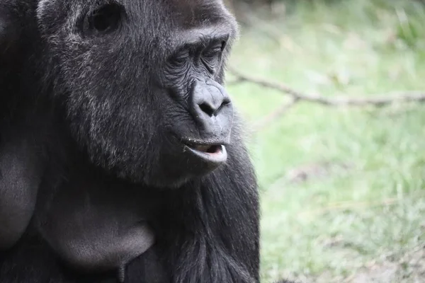 Närbild Bild Gorilla Med Suddig Bakgrund — Stockfoto