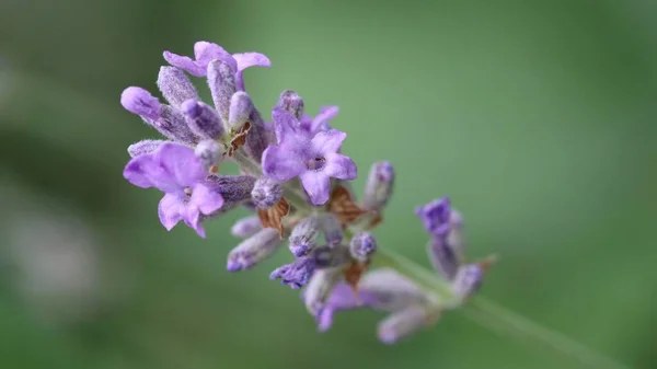枝に成長する紫色の花のクローズアップショット — ストック写真