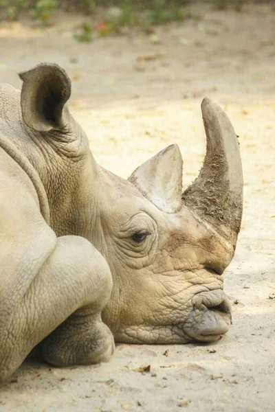 Вертикальний Знімок Великого Носорога Лежить Землі Розмитим Тлом — стокове фото