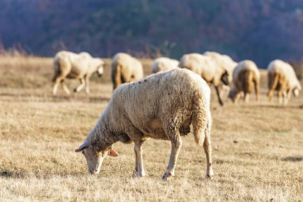 Eine Trockene Wiese Mit Einem Schaf Das Frisst — Stockfoto