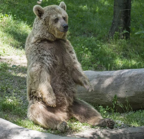 Simpatico Orso Bruno Seduto Nel Parco — Foto Stock