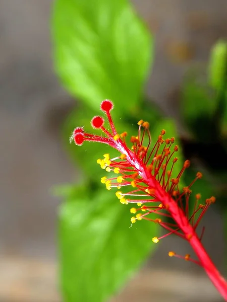 Tiro Seletivo Foco Dos Buds Uma Flor Vermelha Com Fundo — Fotografia de Stock