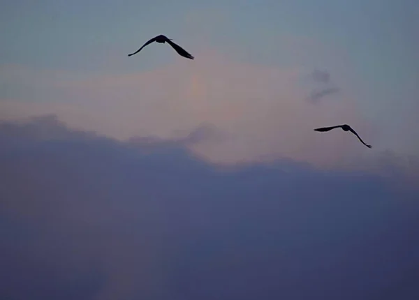 A silhouette of two birds flying in the sky with a scenery of sunset in the background
