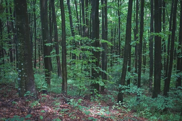 Kasvetli Bir Günde Ağaçlar Otlarla Dolu Bir Ormanın Geniş Bir — Stok fotoğraf