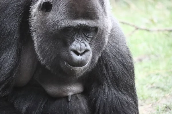 Gros Plan Gorille Assis Regardant Vers Bas — Photo