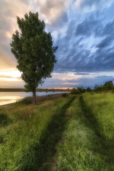 Vertical Shot Beautiful Grasses Tree River Side Cloudy Blue Sky — Stock Photo, Image