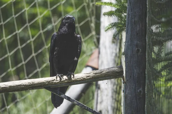 Cuervo Negro Sentado Rama Árbol — Foto de Stock