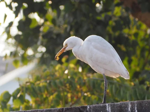 Closeup Shot White Water Bird Blurred Greenery Background — Stock Photo, Image