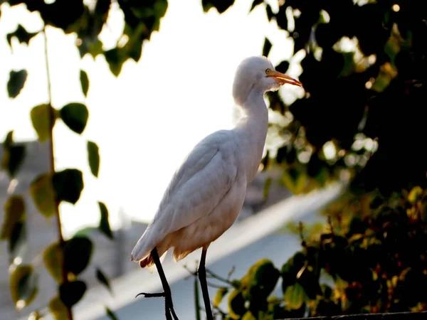 Piękne Ujęcie Białego Ptaka Bydło Egret Szczycie Ściany Otoczonej Drzewami — Zdjęcie stockowe
