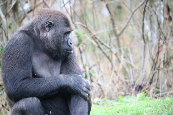 Gorilla Sitter Och Tittar Sidan — Stockfoto