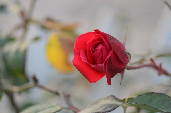 Zbliżenie Ujęcia Kwitnącego Pączka Czerwonej Róży Ogrodzie — Zdjęcie stockowe