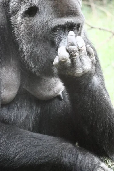 Vertikal Bild Gorilla Som Petar Sig Näsan — Stockfoto