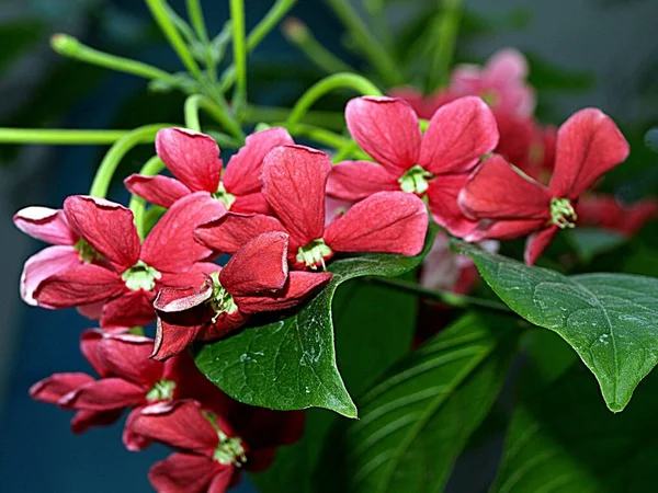 Egy Gyönyörű Kép Egy Növényről Zöld Levelekkel Szobában Vörös Virágokkal — Stock Fotó