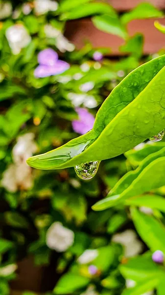 Eine Vertikale Nahaufnahme Üppig Grüner Blätter Mit Hängenden Regentropfen Nach — Stockfoto