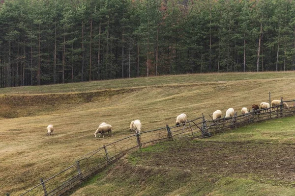 Pole Owcami Chodzącymi Oddali — Zdjęcie stockowe